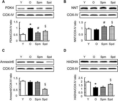 Dynamic Mitochondrial Proteome Under Polyamines Treatment in Cardiac Aging